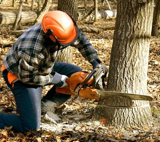 Tree Removal in Brockton, MT